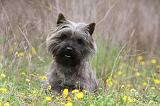 CAIRN TERRIER 635